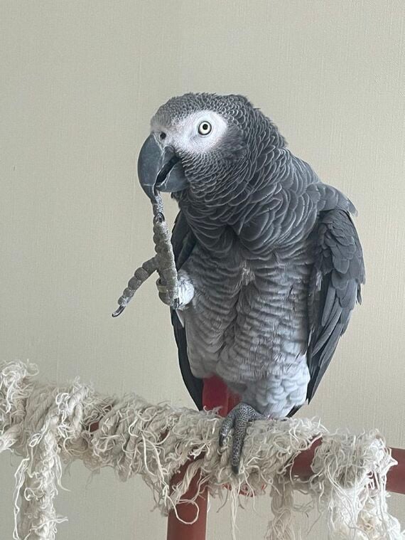 キクノスケくん