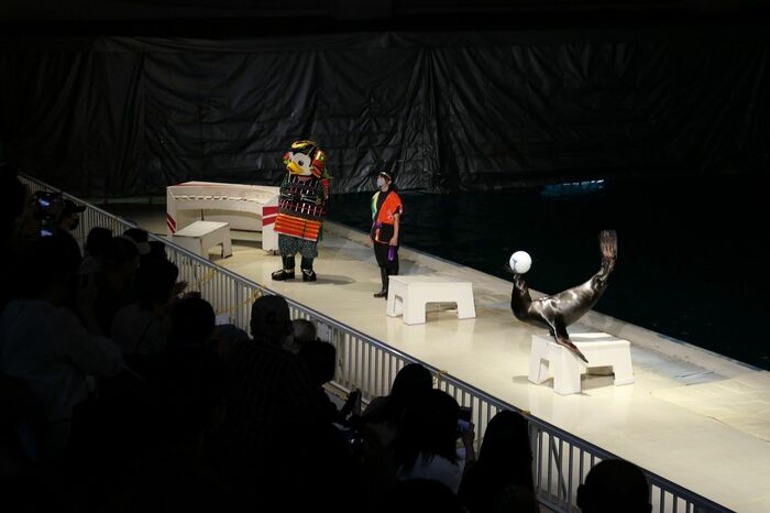 いるか・あしかパフォーマンス