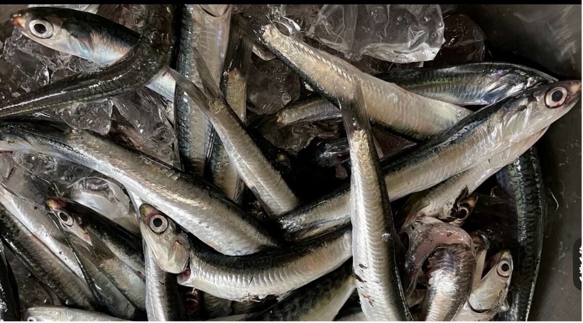 カタクチイワシ（写真：筆者提供）