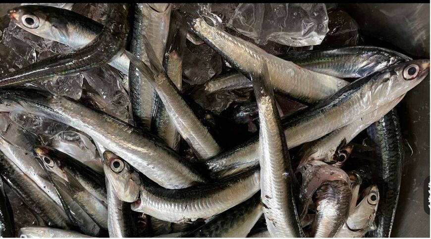 カタクチイワシ（写真：筆者提供）