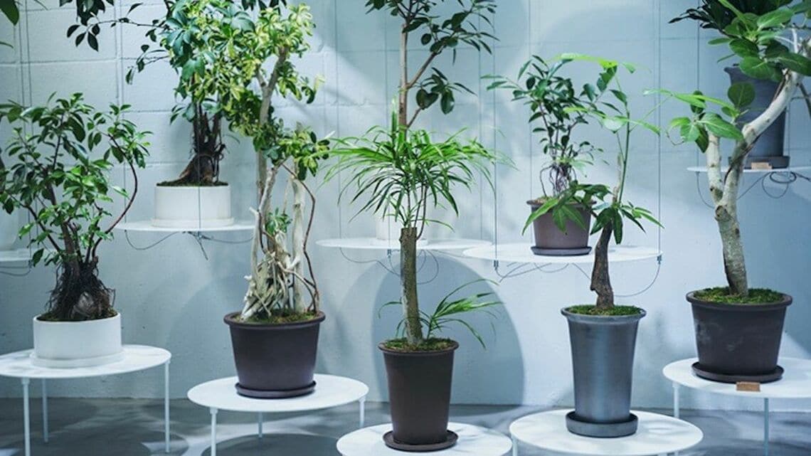 観葉植物の 下取りサービス が静かな人気の理由 Suumoジャーナル 東洋経済オンライン 社会をよくする経済ニュース