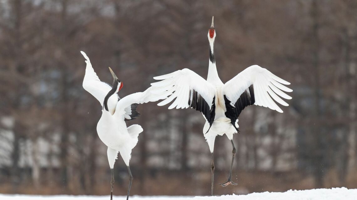 IUCNは絶滅が危惧される生物についての「レッドリスト」の作成や世界遺産条約に関してのアドバイスで知られる。タンチョウなど絶滅が危惧される生物は数多い（pixta/7432690/M）