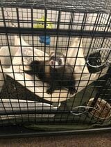 外に出たいときはケージを掻いて「出して」アピールをする（写真提供：ミキさん）