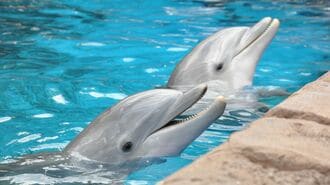 イルカを死なせた｢ブドウ｣のような生き物の正体