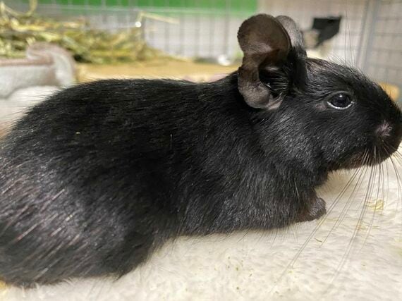 デグーの「ノアル」ちゃん