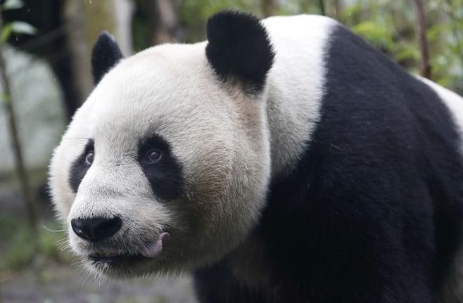 中国動物園に男が侵入､パンダともみ合いに