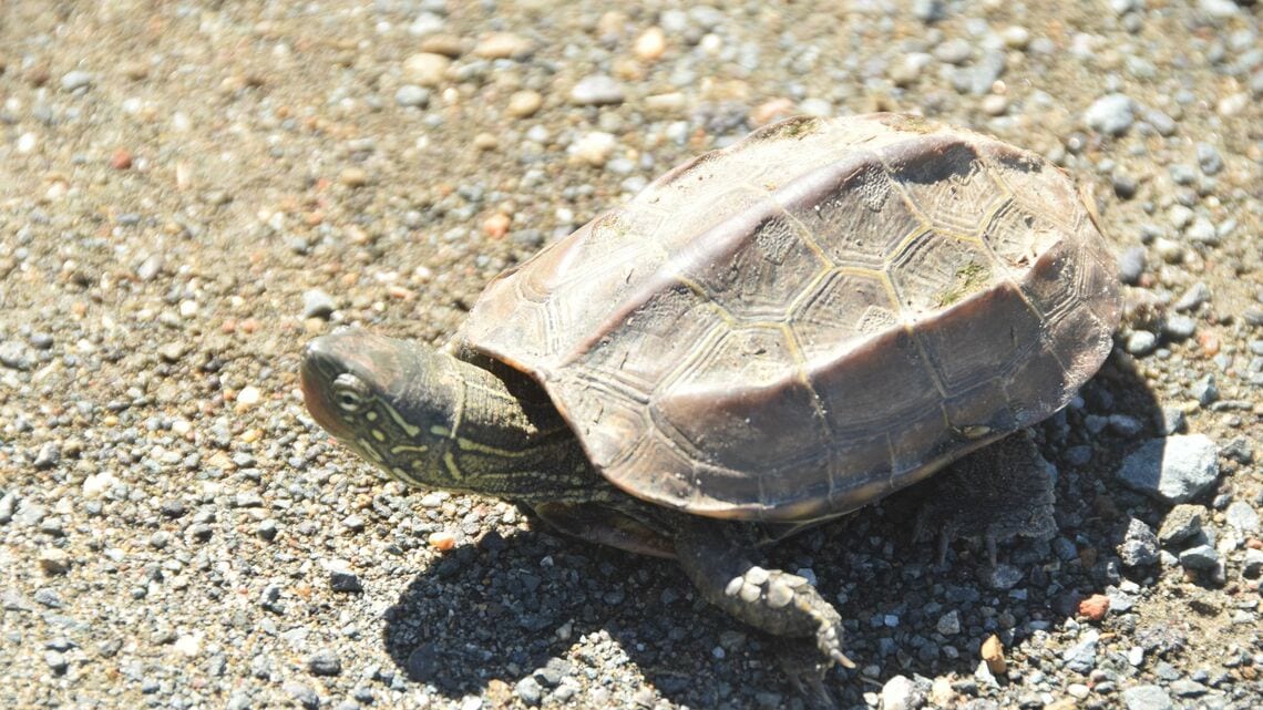 子どもが拾ってきたリクガメの死の真相とは…（写真：鳴き砂／PIXTA）