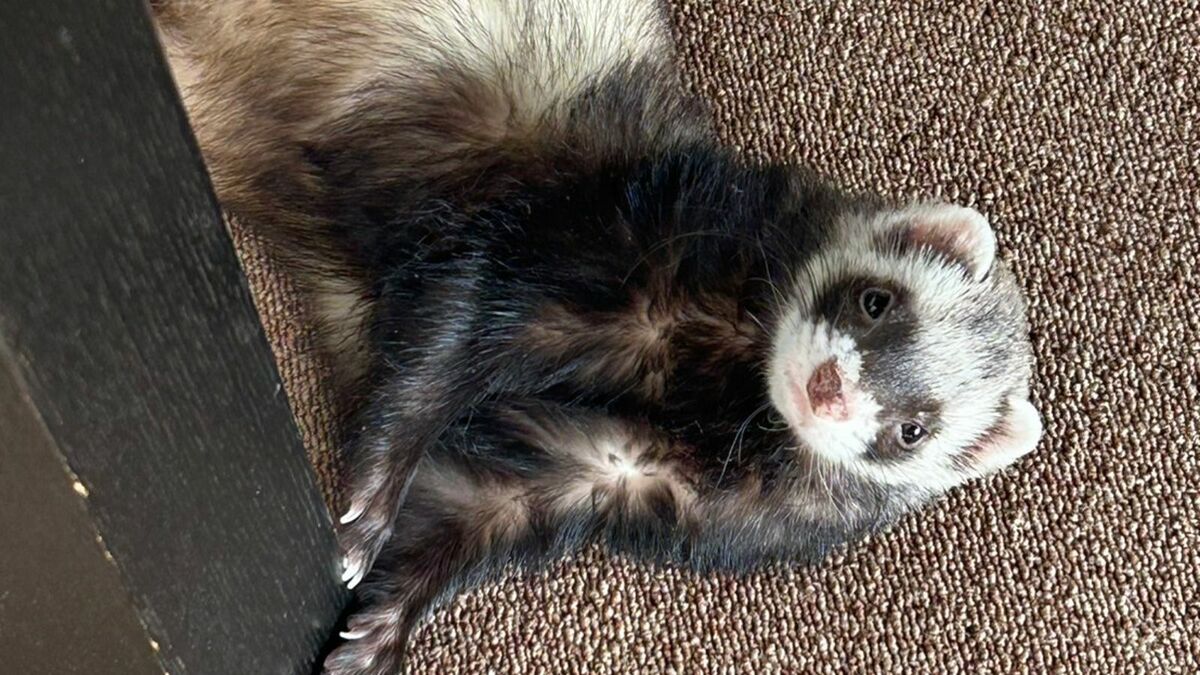 フェレットを迎えて華やいだ夫婦の｢第二の人生｣ | ワンでもニャンでもない家族 | 東洋経済オンライン