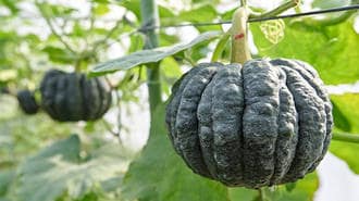 The Traditional Southern Japan Vegetable that Grows while Bathed in Sunlight: Black-skinned Pumpkins