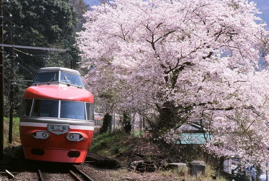 桜花爛漫の箱根路を行く小田急ロマンスカーNSE。かつて小田原―箱根湯本間のレールは箱根登山鉄道と共用のため三線軌条だった（撮影：南正時）