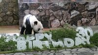 孫23頭！30歳になったパンダ｢永明｣のすごい過去 日本パンダ史50年で初めて30歳を迎えた