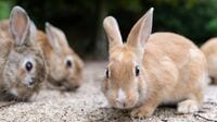 【ばけばけ】明治初期｢ウサギブーム｣なぜ起きた