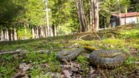 マムシより危険？｢意外な"最恐ヘビ"｣の正体