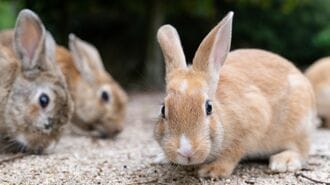 【ばけばけ】明治初期｢ウサギブーム｣なぜ起きた