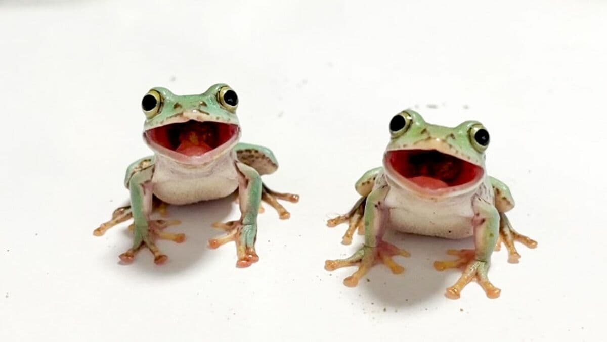 可愛いカエル2です 気持ち悪い｣が｢かわいい｣に変わる瞬間 
