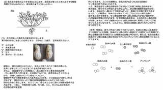 2023年渋谷教育学園幕張中学校の理科の出題の類題。「落花生の根粒菌」に関する出題がされており、小学生が初めて見るような内容が扱われている（大問2）（画像：名門指導会提供）