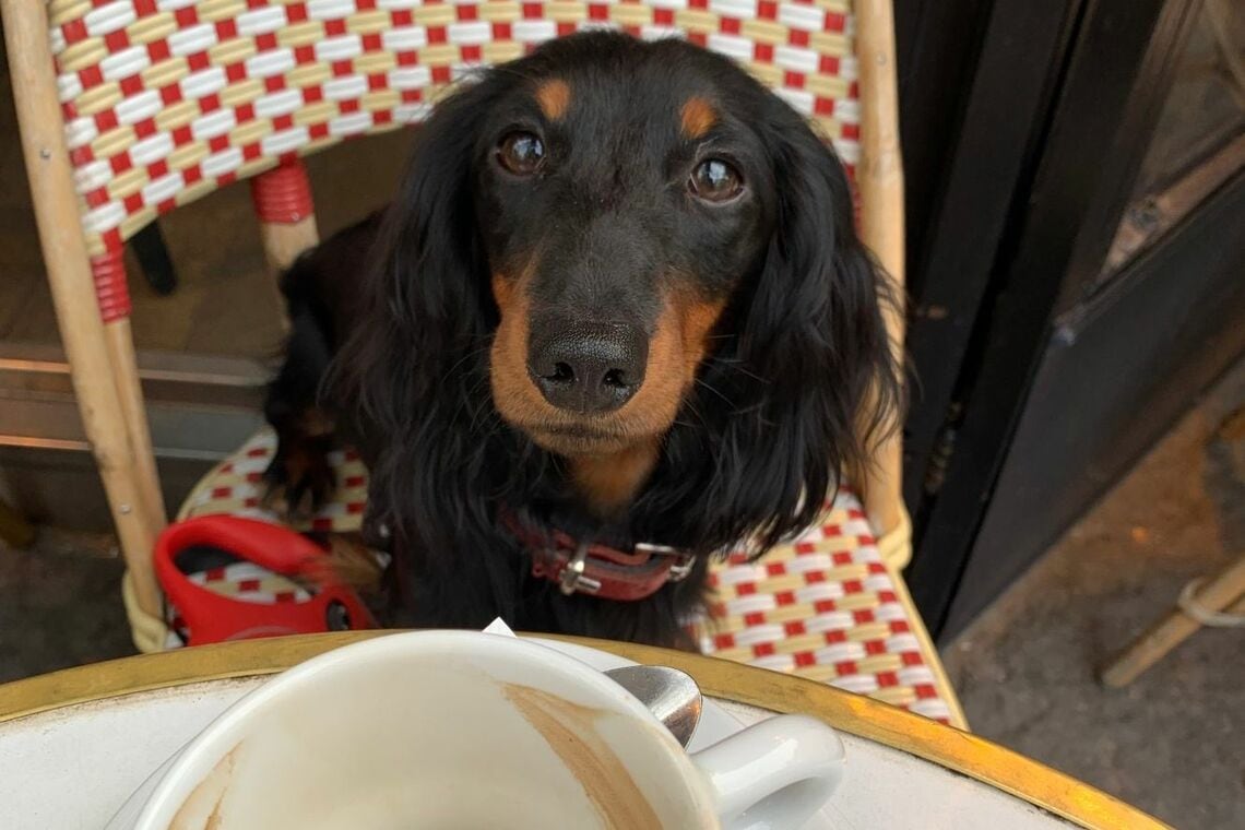 カフェの椅子に座る、ミニチュアダックスフンドのさんちゃん