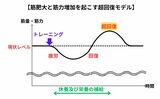 筋肉に強い刺激を与えてから休養と栄養を摂ると、元のレベル以上に筋肉のサイズと筋力が向上する「超回復」が起こる。そのまま何もしなければ元に戻ってしまうが、週に2回程度の筋トレを継続することで、筋肥大と筋力増大の効果が得られる（図：筆者作成）