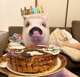 「ミニブタの日」のお祝いにはケーキでお祝い（写真提供：しおりさん）