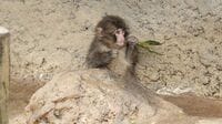 パンチくん人気で来園者殺到！ ｢市川市動植物園｣飼育員たちの奮闘…56頭のサルがいる岩山の《"奥深き"住まい事情》