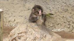 パンチくん人気で来園者殺到！ ｢市川市動植物園｣飼育員たちの奮闘…56頭のサルがいる岩山の《"奥深き"住まい事情》
