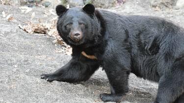 秋田のクマ駆除｣に