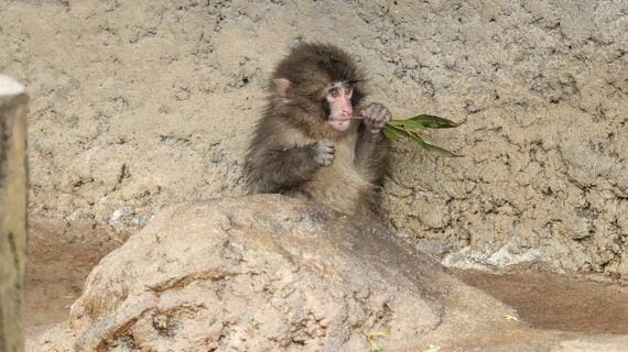 市川市動植物園 パンチくん