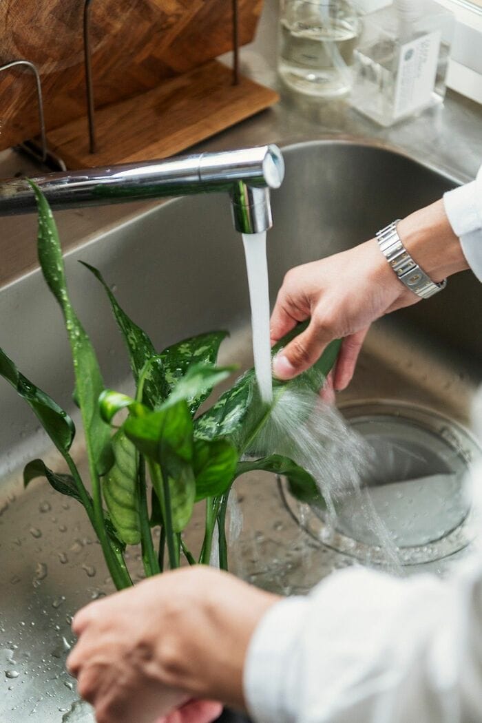 汚れは布で拭き、虫がついたらピンセットで取り除き…と