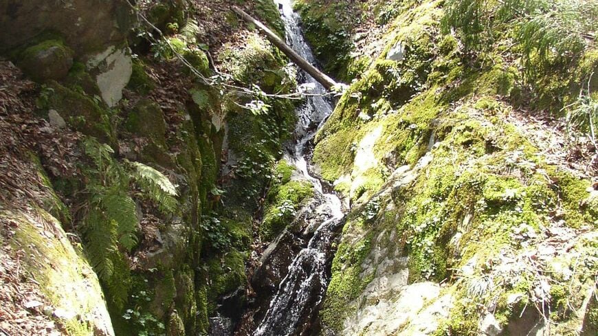 沢の中にいる野生の生きものに開発はどのような影響を与えるか（写真：島田知彦・愛知教育大学准教授提供）
