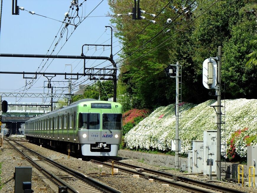 富士見ヶ丘駅付近の線路際に咲くツツジ（撮影：南正時）