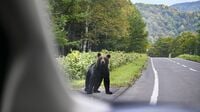 日本で｢クマ被害｣なぜ増加？1つの興味深い視点 野生動物との｢付き合い方｣を見直す分岐点に