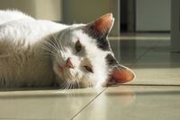 主張しない人ほど｢かまってちゃん｣予備軍だ