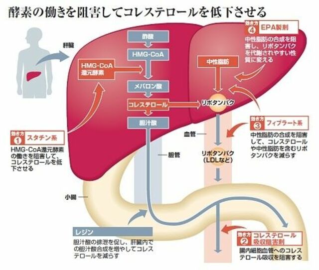 クスリの大図鑑 強力スタチンで劇的改善 女性へは使われすぎ 健康 東洋経済オンライン 社会をよくする経済ニュース