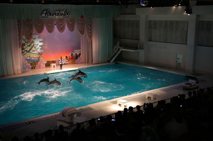 いるか・あしかパフォーマンス