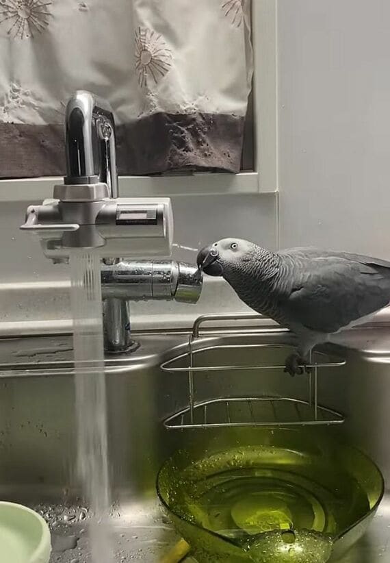 キクノスケくん