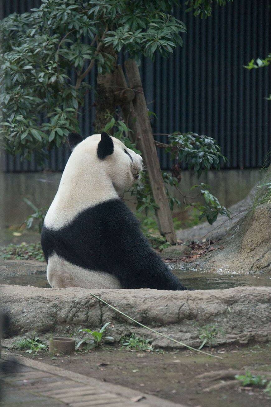 リーリー。2016年9月11日撮影（写真：高氏さん提供）