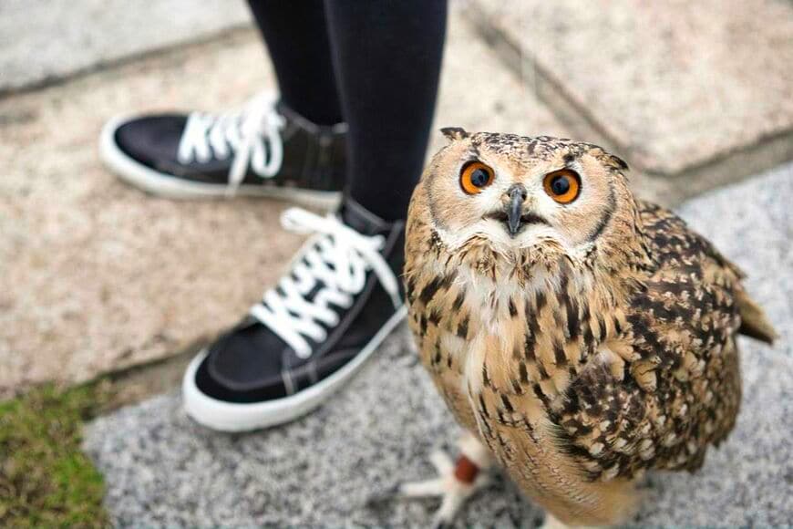 ベンガルワシミミズクのガルー。大きな目が顔の前面についていて、確かにかわいい（写真提供：ゲンさん）