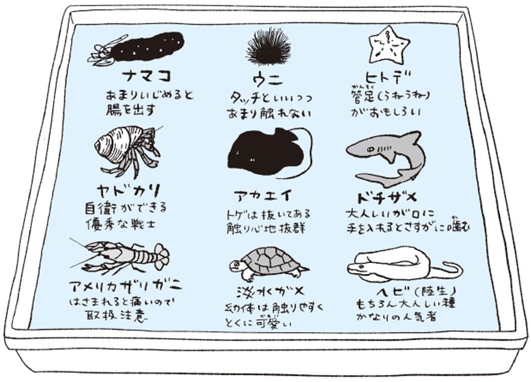 タッチプールの生き物のイラスト