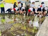 田植えをする東京都中央区立阪本小学校の子どもたち