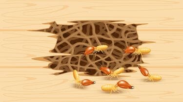 女王シロアリの最期はあまりにあっけなくむごい 君臨しても｢卵を産め