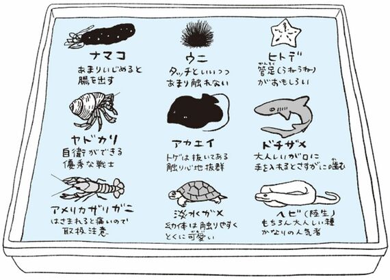 タッチプールの生き物のイラスト