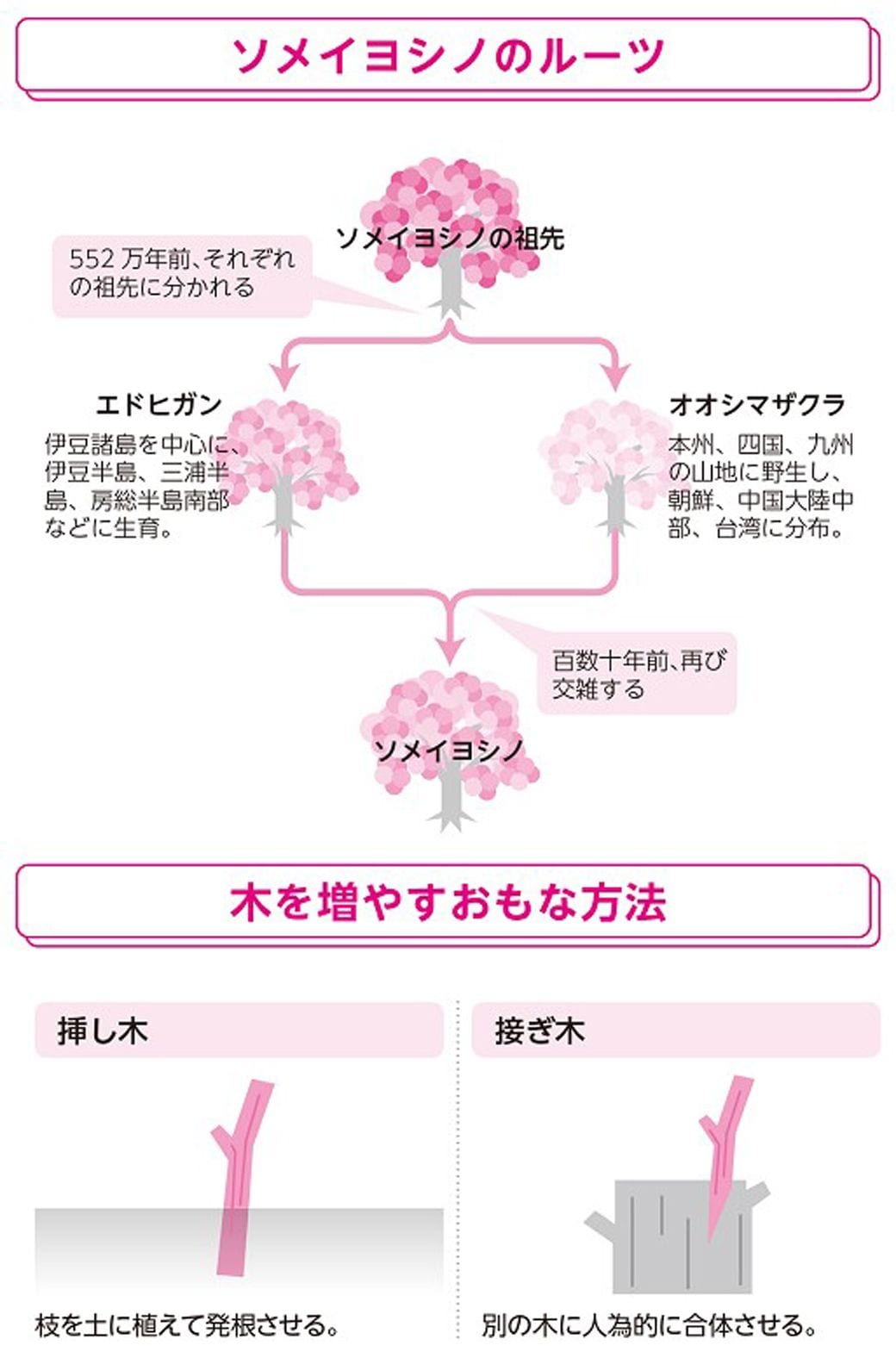 桜の花が一斉に咲き始める 意外すぎる 理由 天気 天候 東洋経済オンライン 社会をよくする経済ニュース