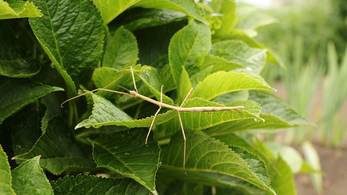 寄生して”脳を狂わす”ハリガネムシの怖い戦略 | 動物・植物 | 東洋経済オンライン