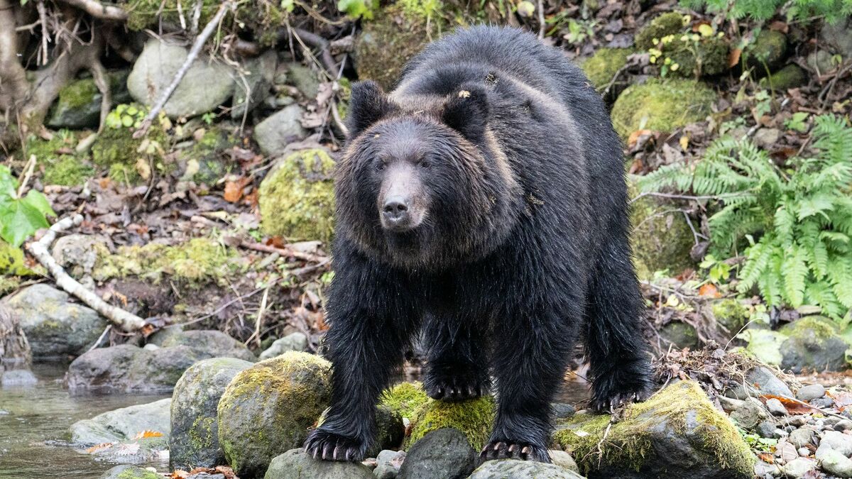 相次ぐ被害｢人を恐れないクマ｣はなぜ増えたのか | 動物・植物 | 東洋経済オンライン