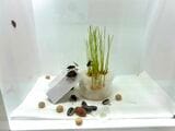 農作物の害虫の代表格カメムシの展示。餌として大豆、落花生、ひまわりの種を与えている（筆者撮影）