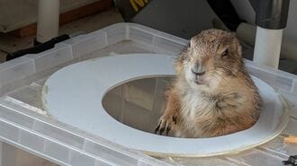 ｢絶望プレーリードッグ｣迎えた女性の覚悟と別れ