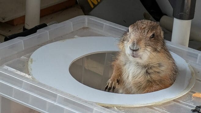 ｢絶望プレーリードッグ｣迎えた女性の覚悟と別れ