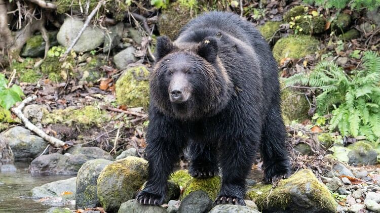 クマクマ ツキノワグマ｜秋田市公式サイト