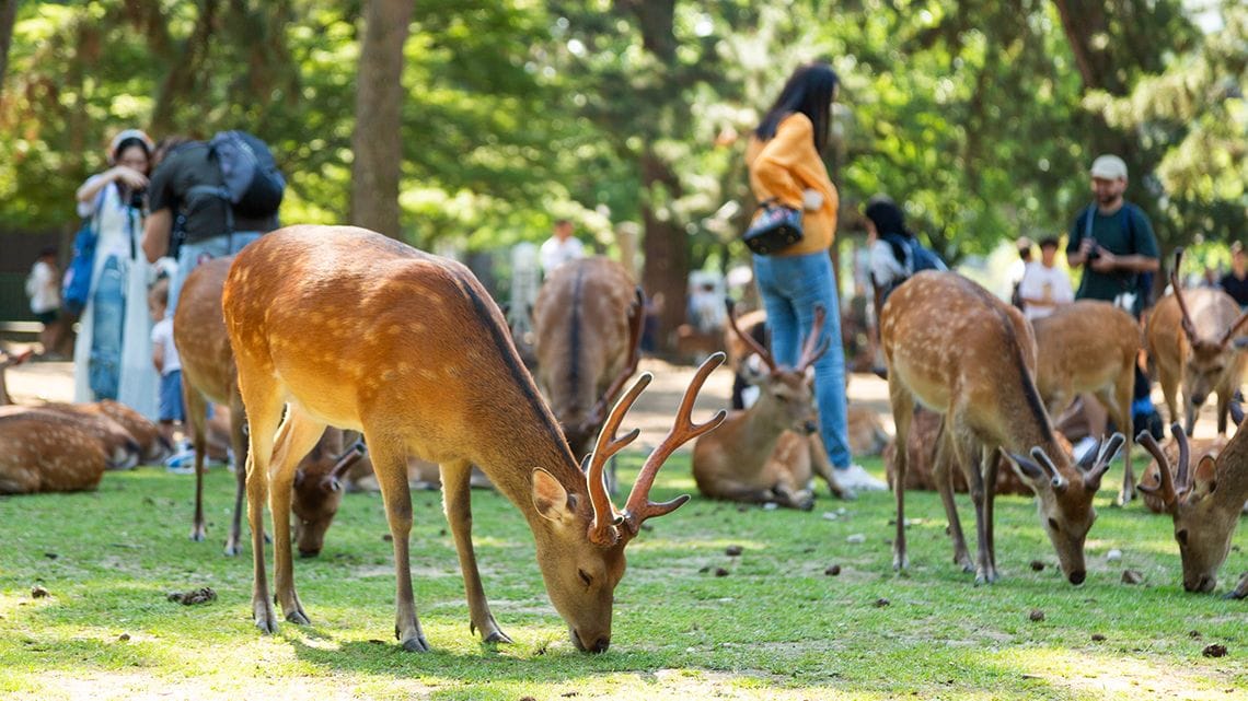 奈良公園の鹿