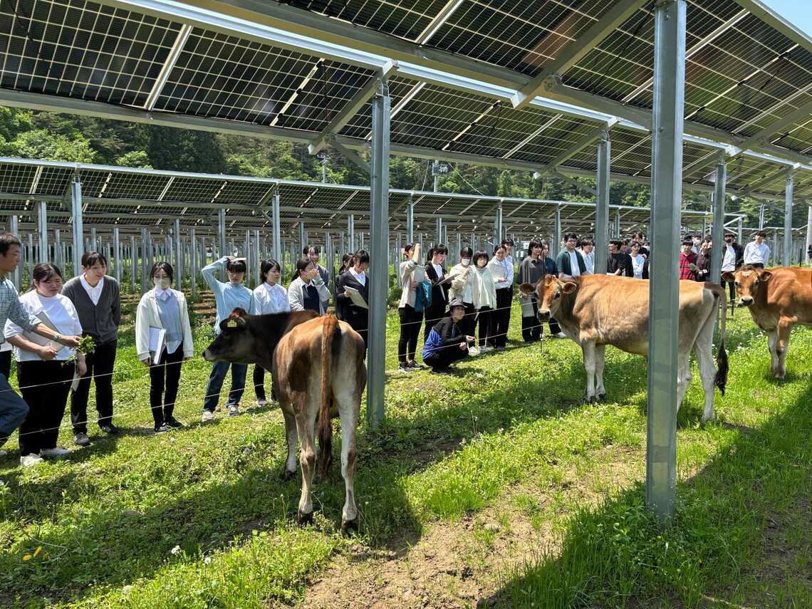太陽光パネルの下で育つ牛たちと、それを新人研修で学ぶみやぎ生協の職員たち（写真：近藤恵氏撮影）